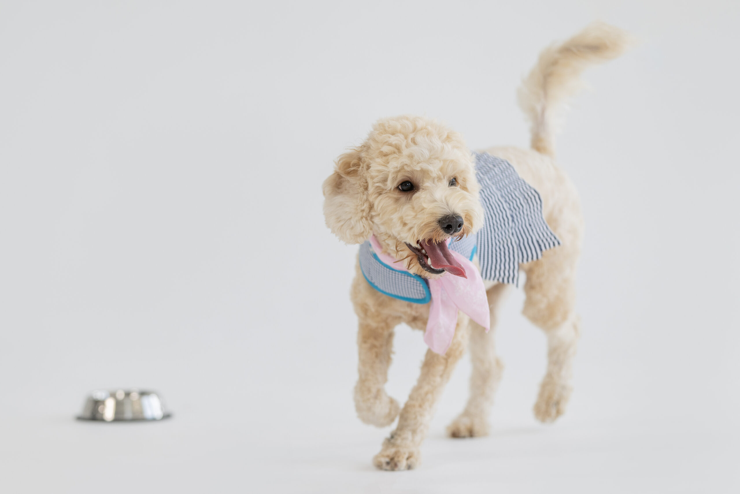 Dog Nutrition: Answers to the Most Frequently Asked Questions