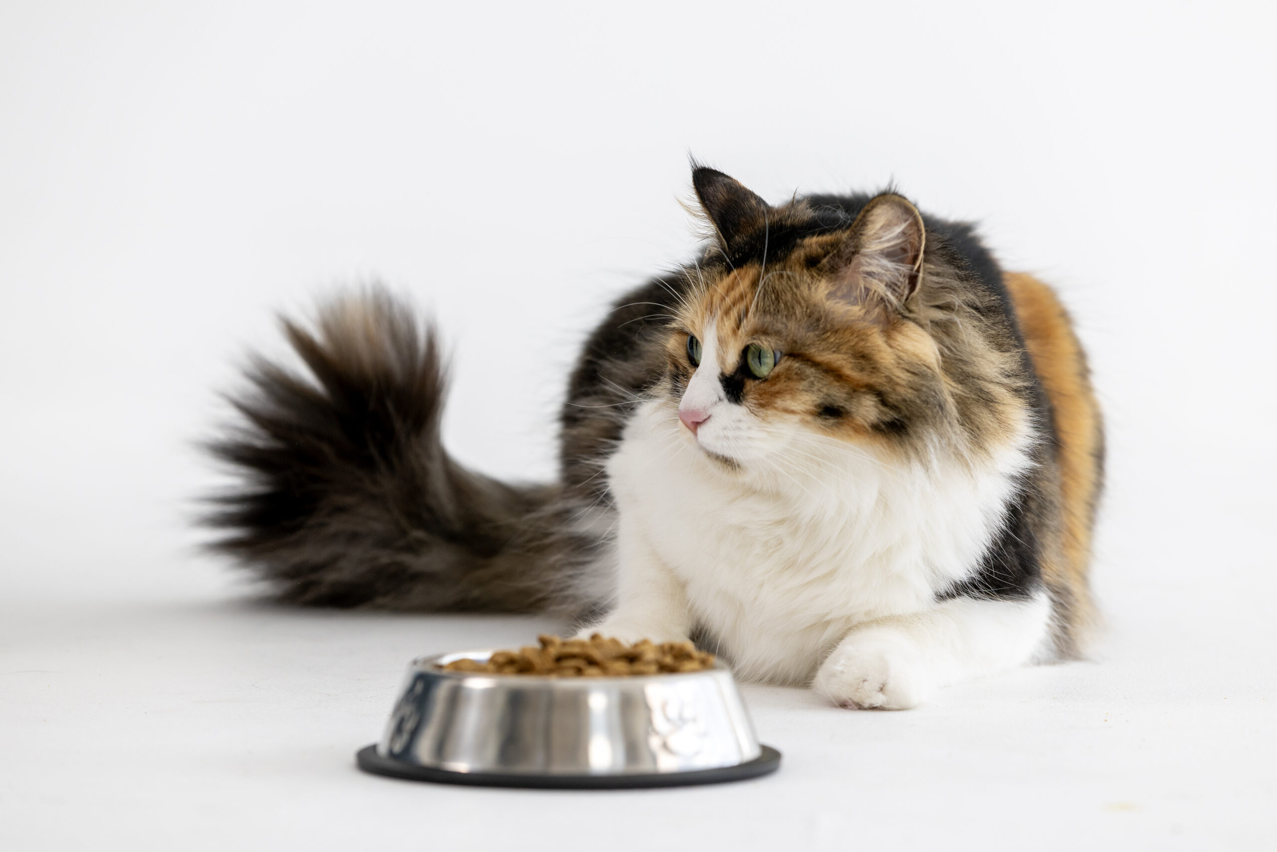 Cat Feeding Guide