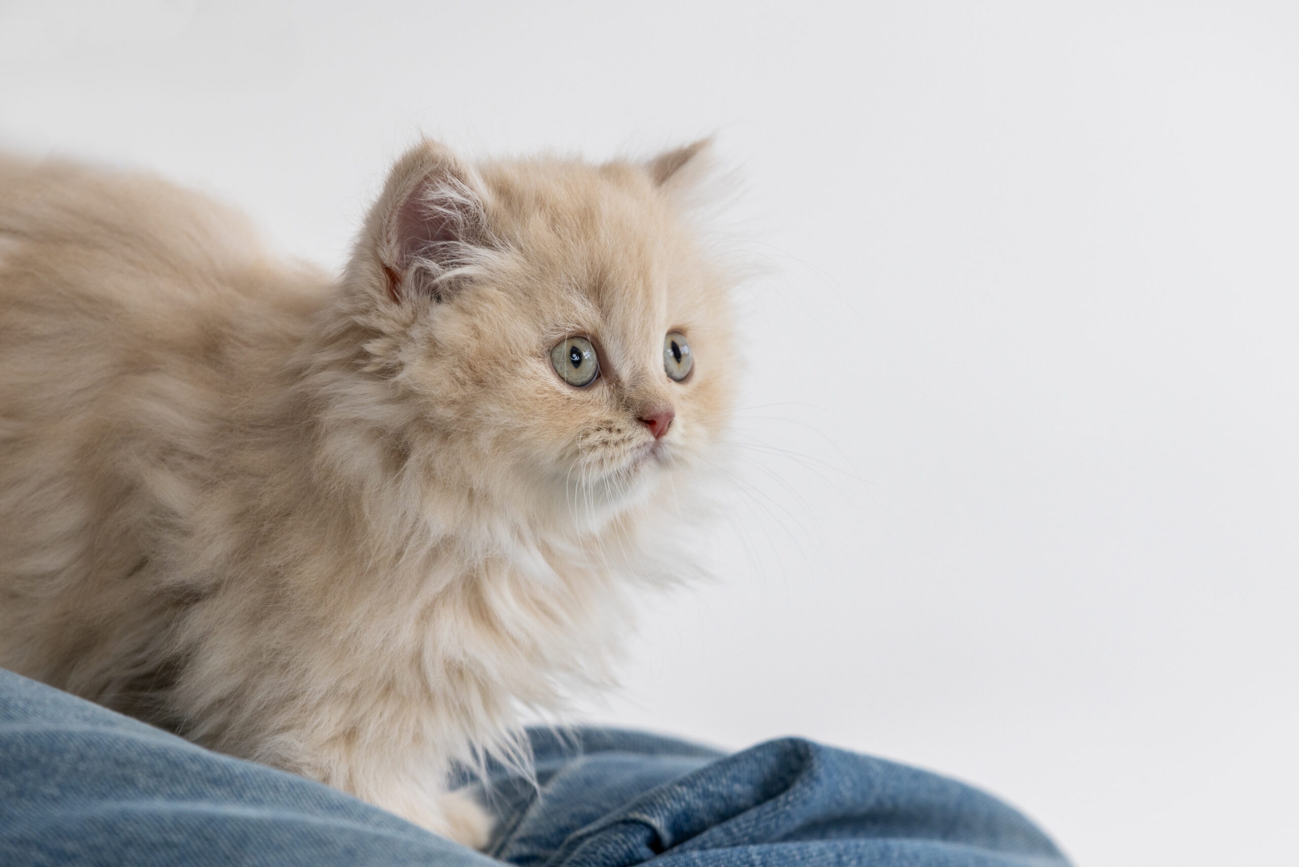 How to Feed a Kitten: A Complete Guide for Healthy Growth