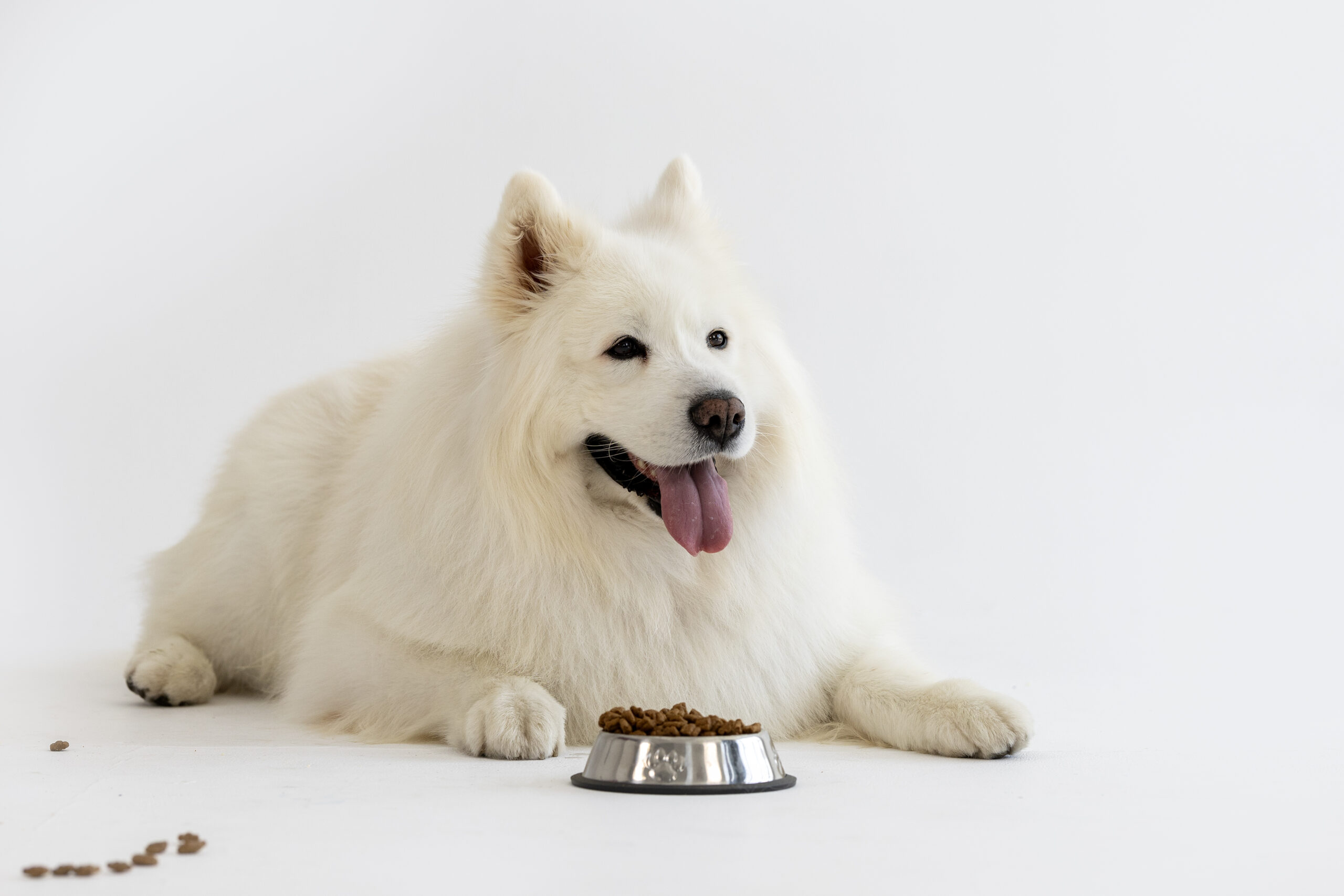 How to Choose the Right Food for Your Dog?